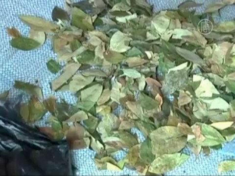 В Боливии стали выращивать меньше коки