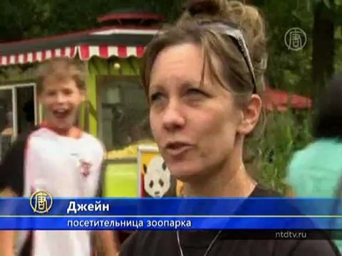 Камера засняла рождение панды