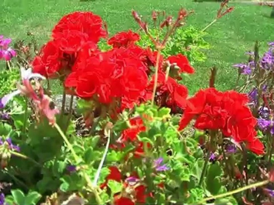 La Bête et les bétes