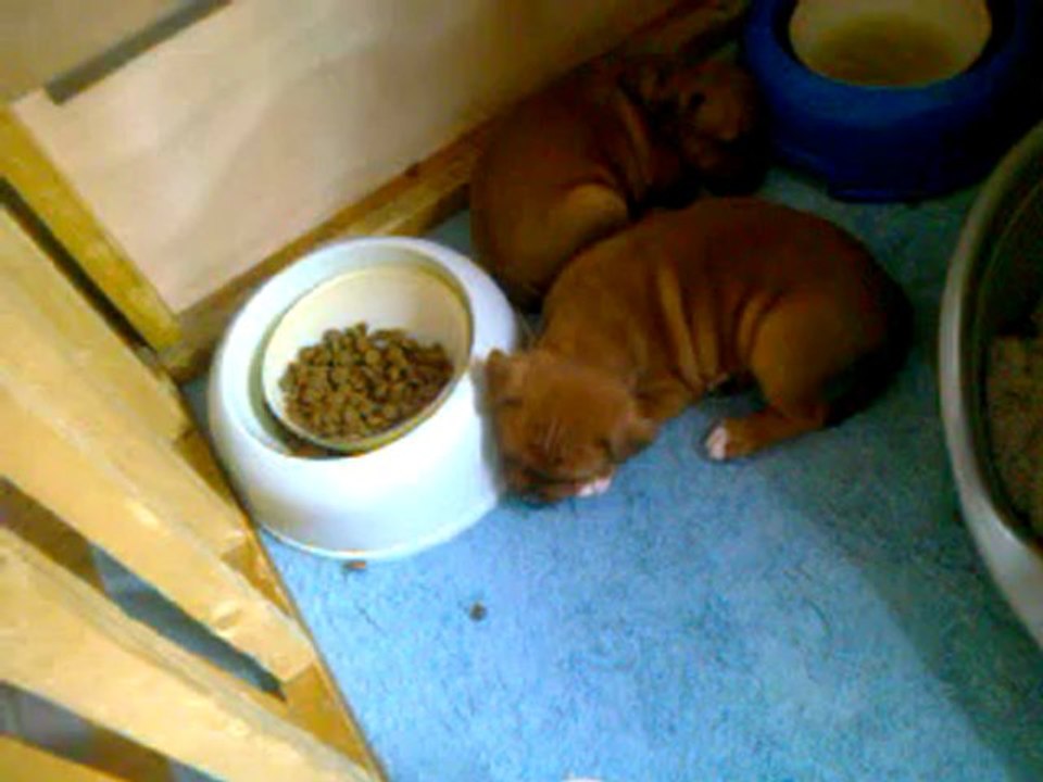 Pendant la sieste !