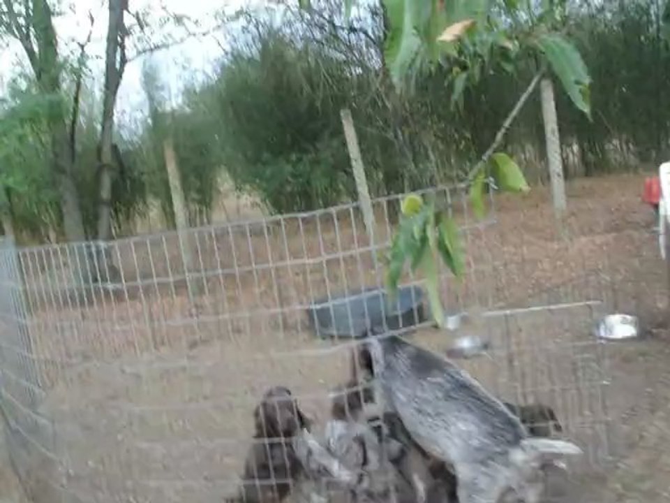 Chiots Braque Allemand avec leur mère