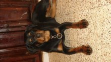 rottweiler (hommage a mes deux fille julia et kira volées le 25.08.2012)