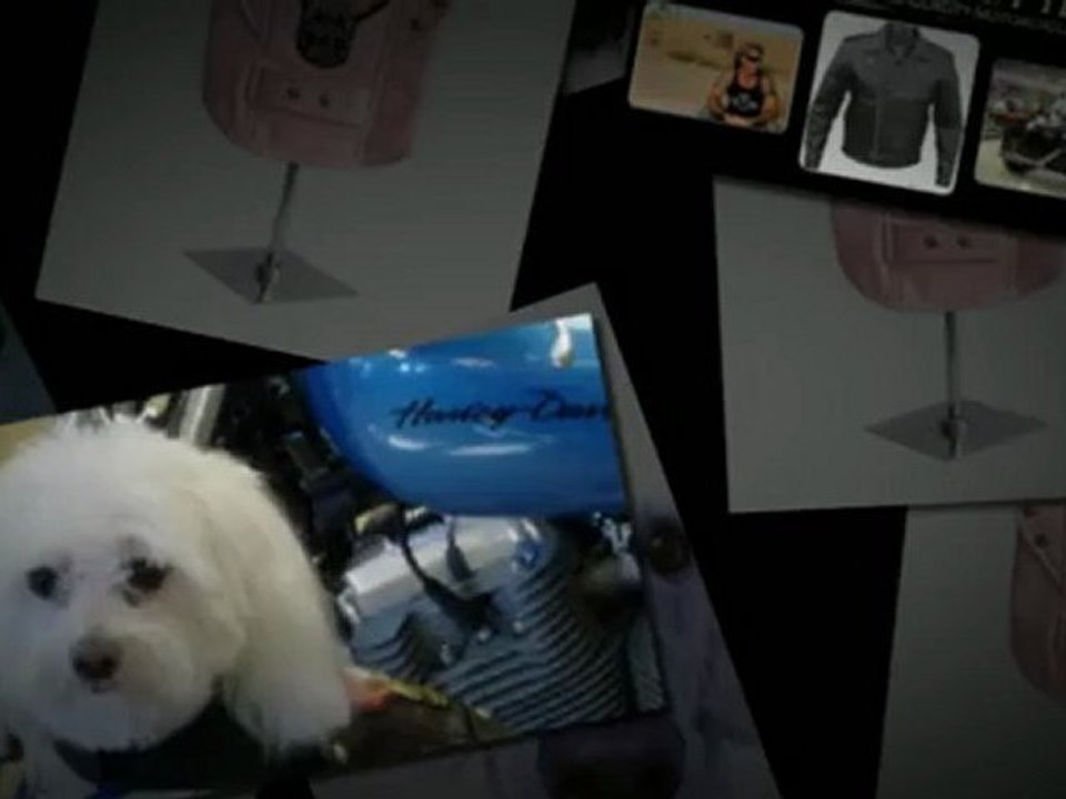 Doggie Wear