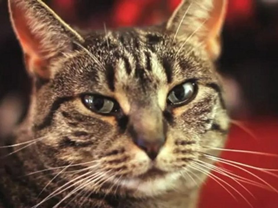 Cat Sings Collective Soul “Shine”