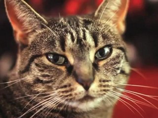 Cat Sings Collective Soul “Shine”