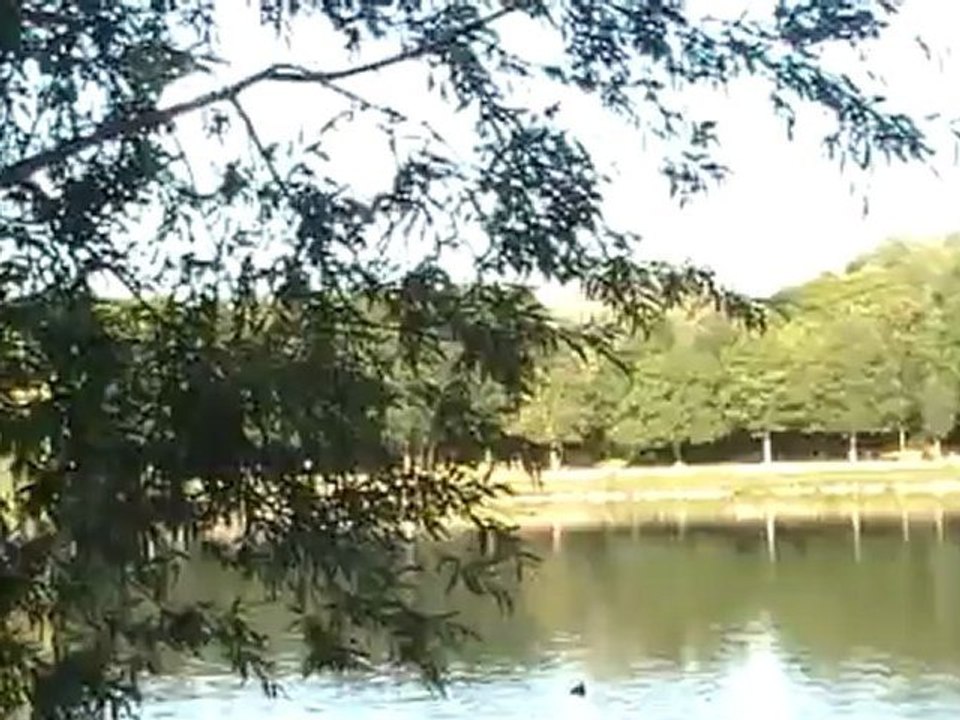 les canards de l'etang le jour du nettoyage septembre 2012