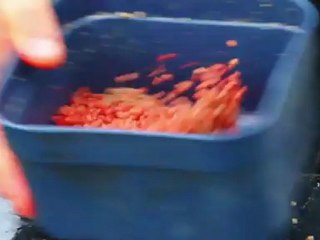 Steve Ringer's Skills School -- Perfect micro pellets