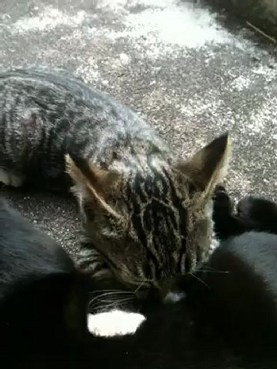 Chaton