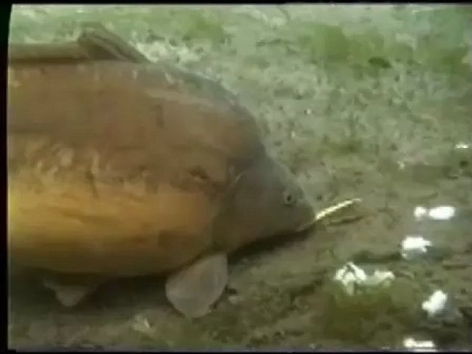 Carp Feeding