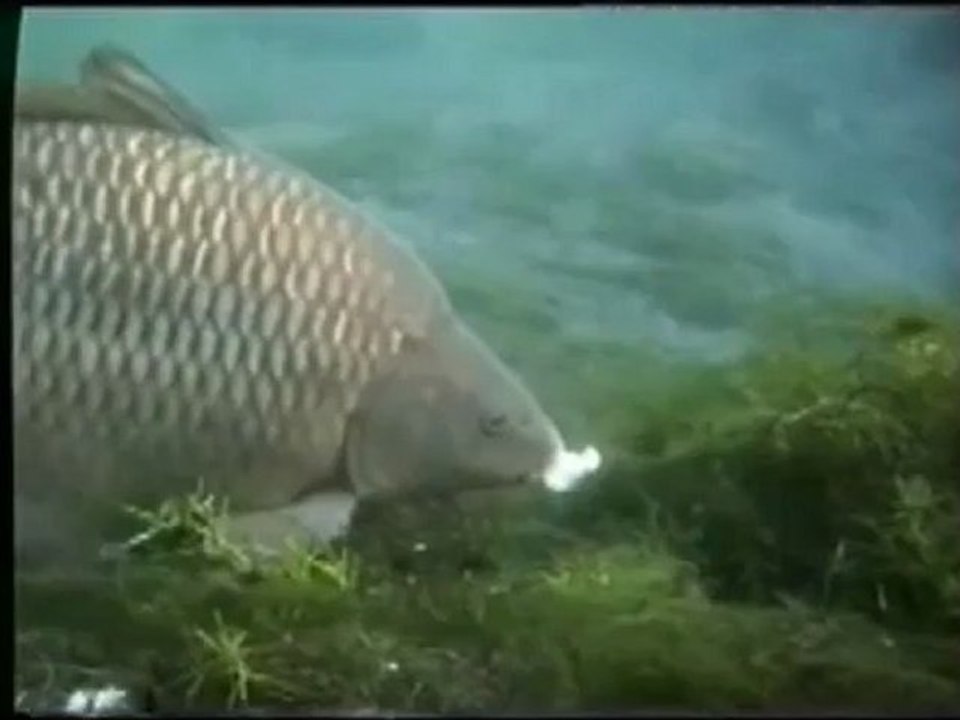Carp Browsing