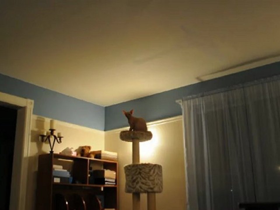 Mon chat, ce p'tit con ;)