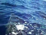 Delfini nel mar di Pantelleria