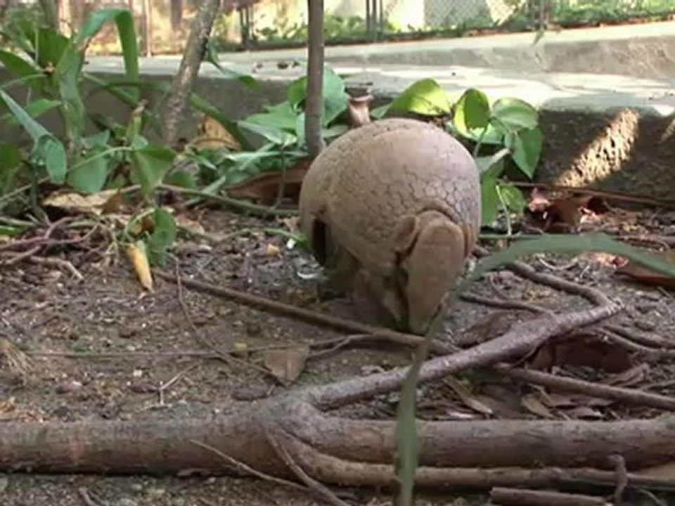 Mascote da Copa no Brasil