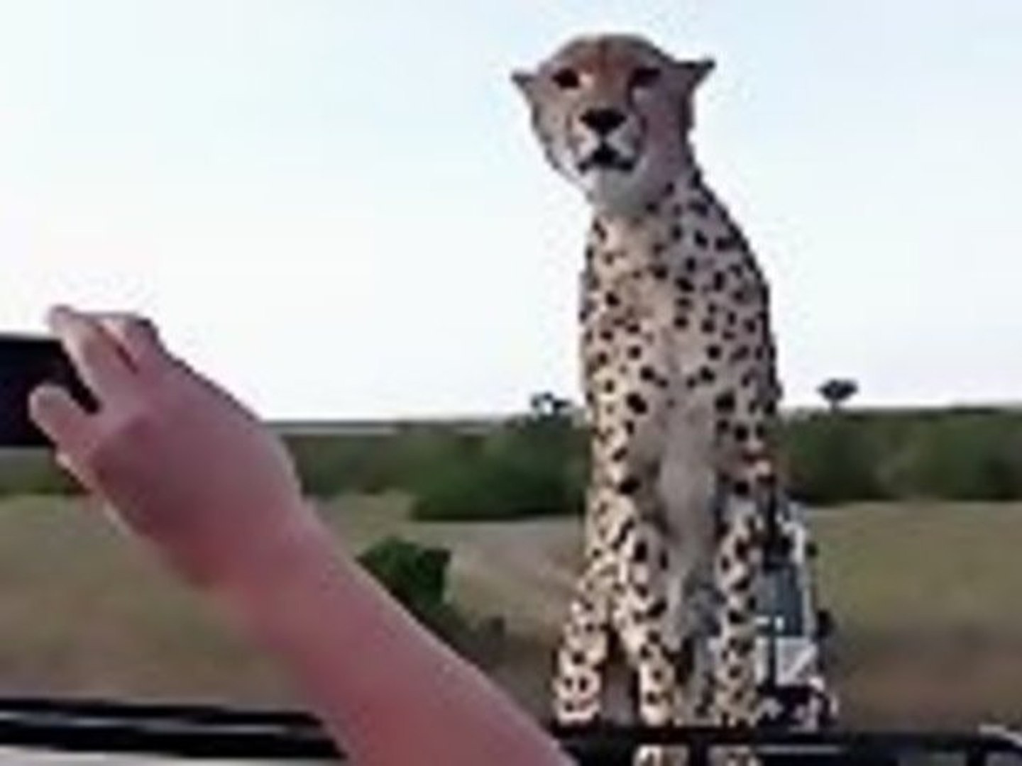 Cheetah Jumps On Jeep