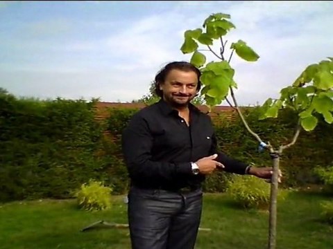 Henri LECONTE a planté un Catalpa aux Jardins fruitiers de Laquenexy