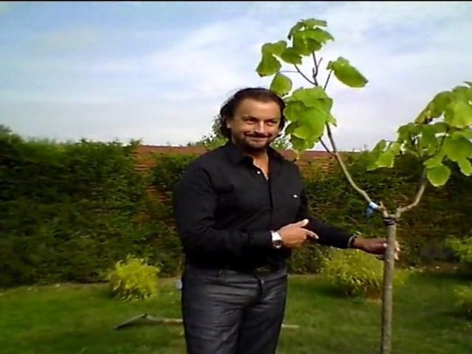 Henri LECONTE a planté un Catalpa aux Jardins fruitiers de Laquenexy