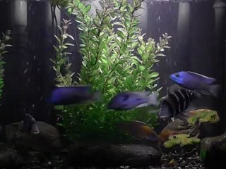 african cichlids