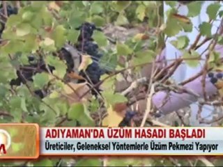 ADIYAMAN’DA ÜZÜM HASADI BAŞLADI