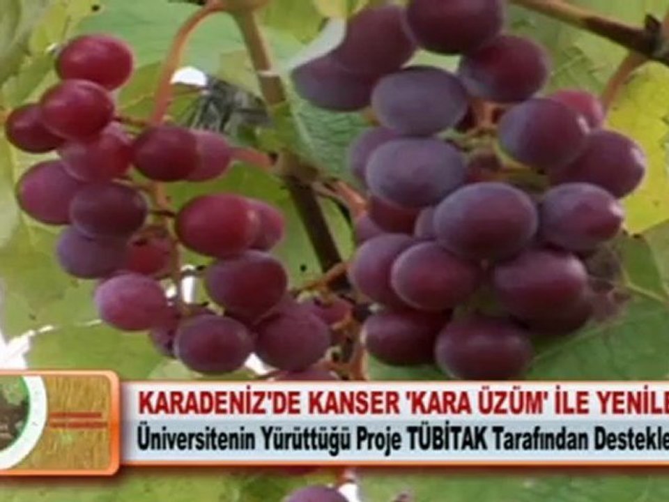KARADENİZ’DE KANSER ‘KARA ÜZÜM’ İLE YENİLECEK