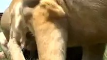 Одной крови