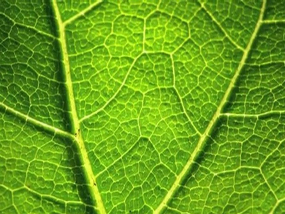 An Imaginary Forest #1