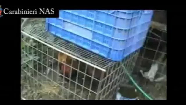 Latina - I NAS sequestrano allevamento con 391 esemplari varie specie (18.09.12)