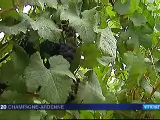 Rizaucourt-Buchey (52) : Début des vendanges
