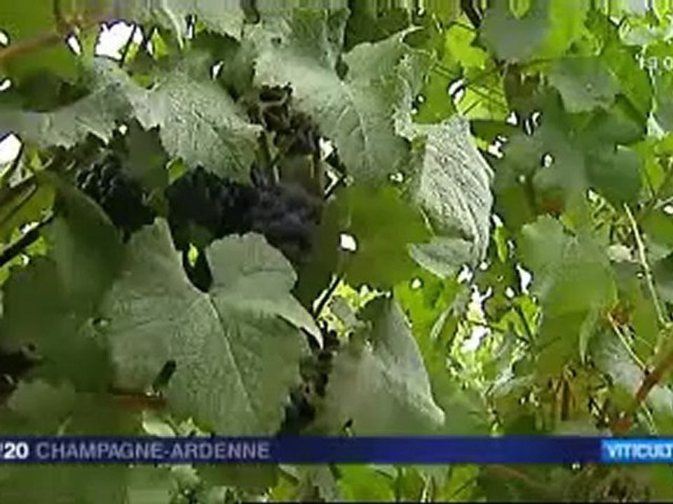 Rizaucourt-Buchey (52) : Début des vendanges