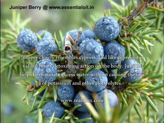 Juniper Berry Tea - Does Juniper Berry Tea Work?