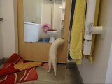 les chatons jouent dans la salle de bain