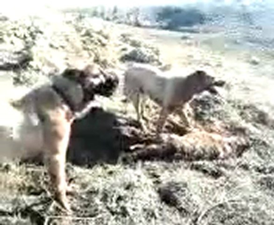 kangalların kurdu alması