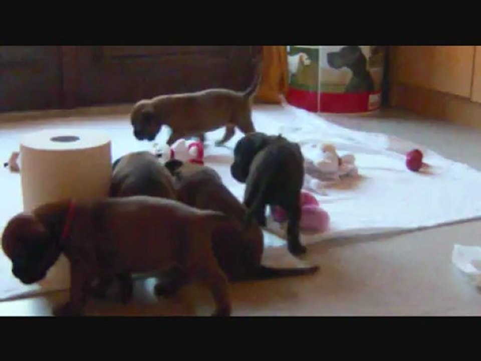 Les Bibous à 29 jours, 2012-09-17 (CHEYENNE de SAINT QUINIS X UCELLO du DOLON / Portée des "H" 2012)