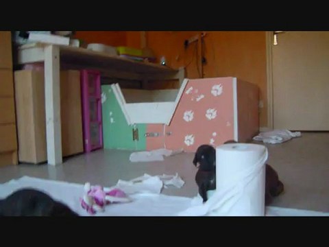 Les Bibous à 29 jours, 2012-09-17 (CHEYENNE de SAINT QUINIS X UCELLO du DOLON / Portée des H 2012)