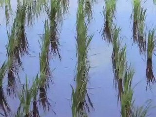 Bloodlines Bali Part 1