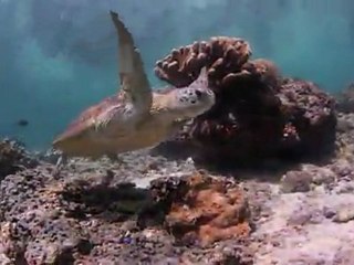 Discover Raja Ampat's Beauty 🌊