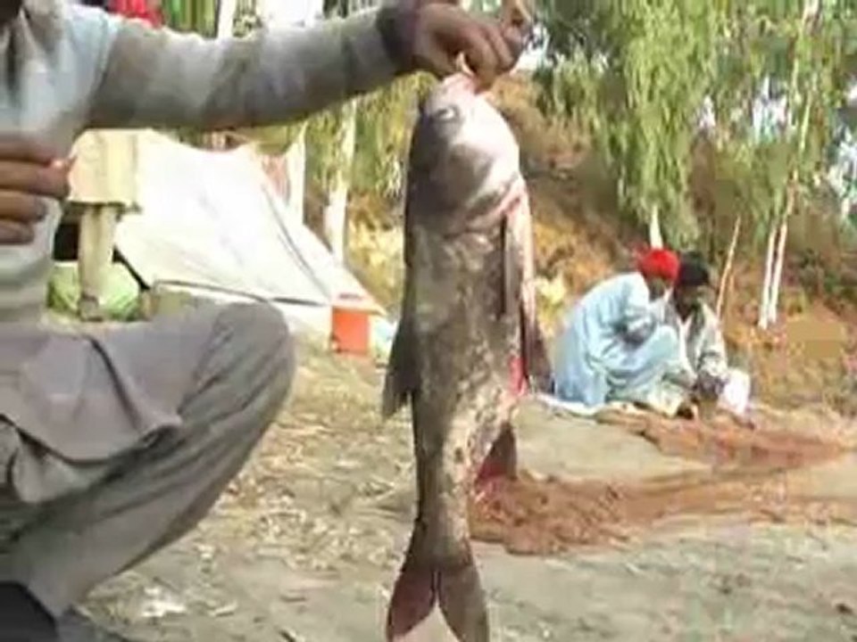 Chakwal Dames ApnaChakwal