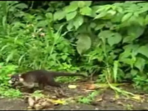 Costa Rica, Reportaje Turistico