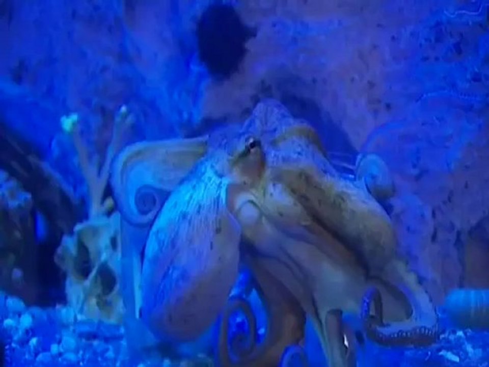 El pulpo Antón vaticina que Rajoy ganará las próximas elecciones