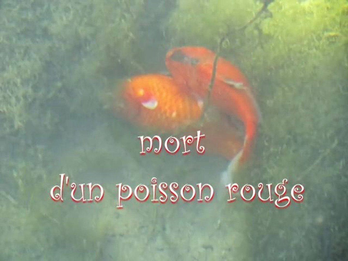 Poisson Rouge Mort