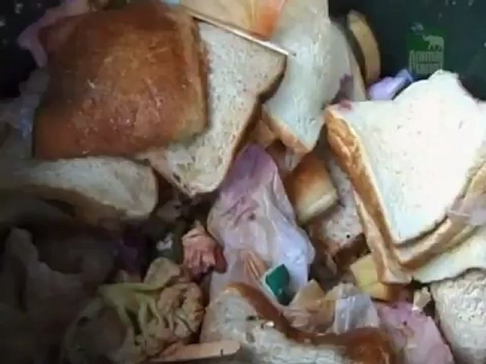 Kea - Der kluge Papagei 1 / 3