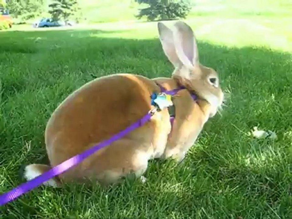 Adele: The Agility Rabbit