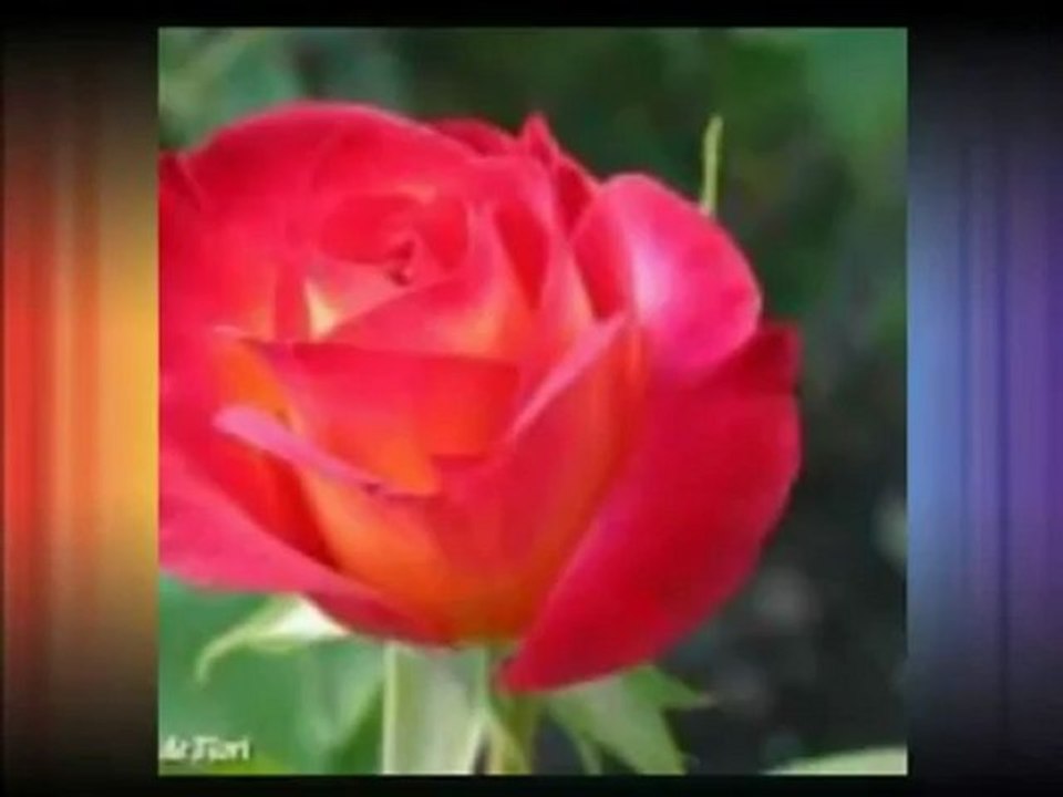 Rózsák _ csak úgy