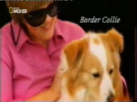 Perros de pastoreo: Origenes de la ganaderia (10.000 años)