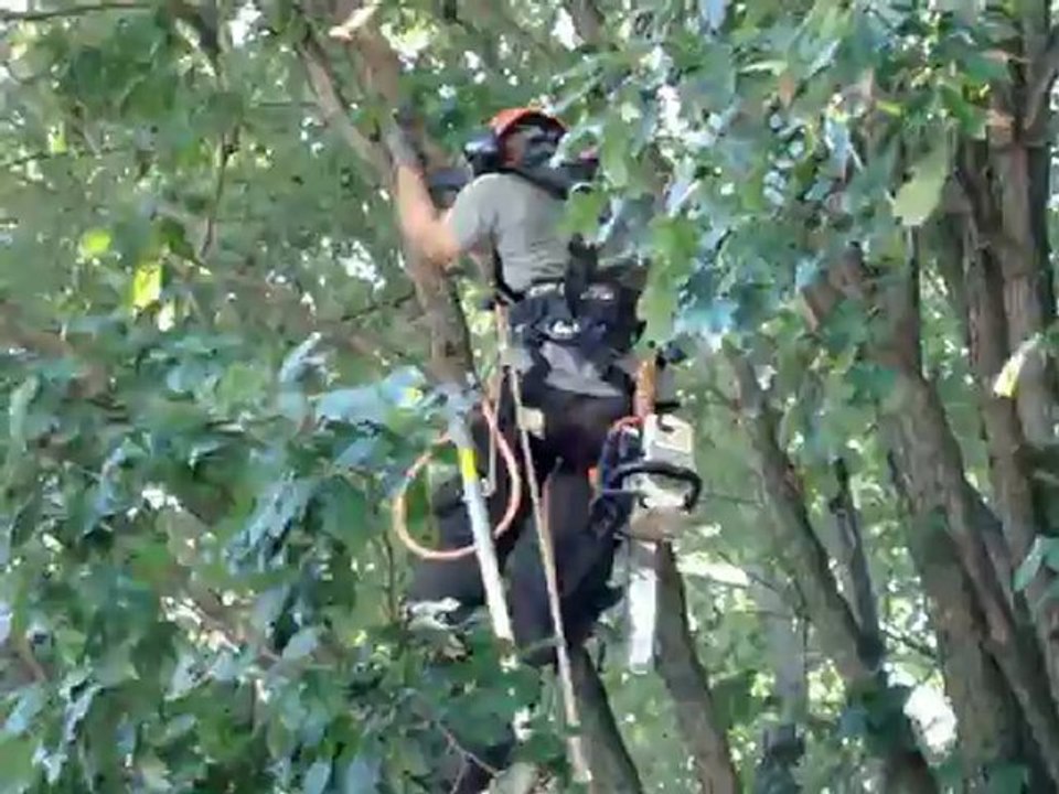 Arbres et arbustes 3 sept 2012. www.michellebeaualuminium.com