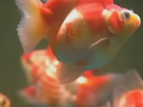 Самую красивую золотую рыбку мира выбирают в Китае