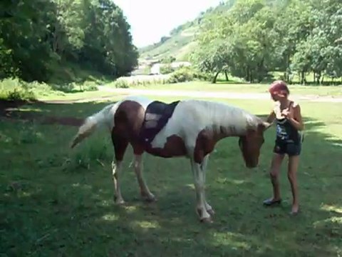 MON UNIVERS DE MERVEILLES Les Chevaux !!!!