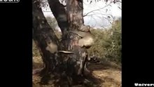 Спасение коалы, которая все время падает с дерева