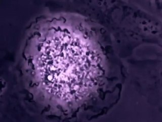 Drogue Dure Drogue Douce