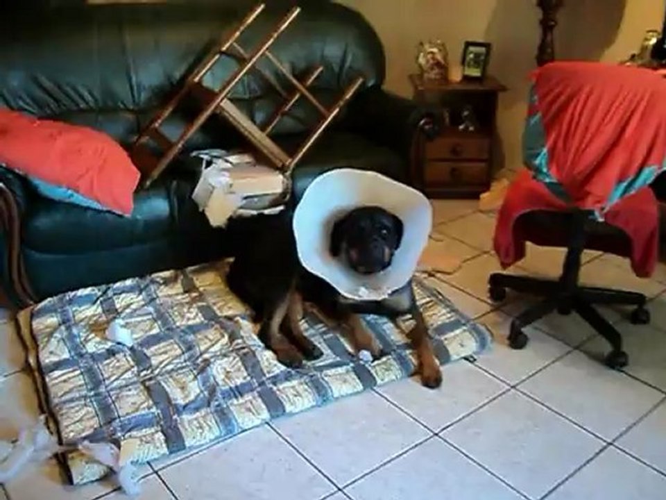 meme avec la collerette ,elle bouffe le canape ! 001