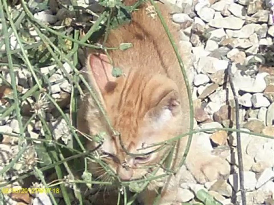 Des petits chatons trop chou!